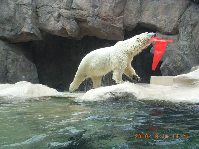 シロクマ4日本平動物園ロッシー2010｜ホッキョクグマと三角コーン